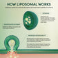 Beekeepers Naturals Propolis Liposomal Vitamin C 1000mg | Immune Support & Bioavailability