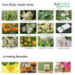 Physic Garden Herb Seed Kit