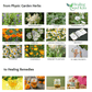 Physic Garden Herb Seed Kit